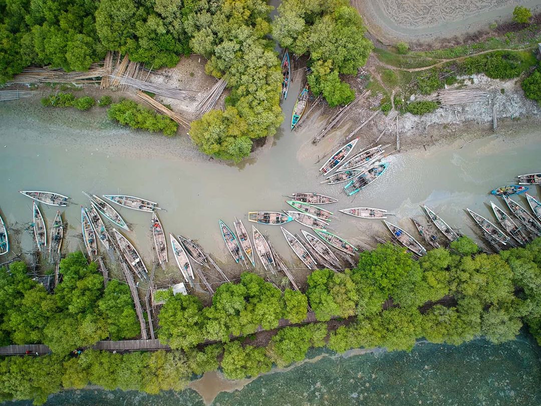 banyu urip mangrove center ujungpangkah » Ini Wisata Alam Gresik yang Tawarkan Opsi rekreatif nan Menarik