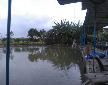 bisnis kolam tambak ikan bandeng gresik 415x325 » Ingin Punya Usaha? Ini Dia Bisnis yang Cocok di Kota Gresik