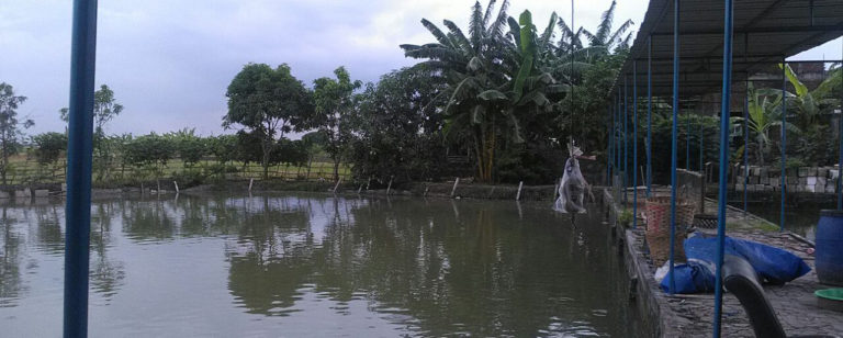 bisnis kolam tambak ikan bandeng gresik 768x308 » Ingin Punya Usaha? Ini Dia Bisnis yang Cocok di Kota Gresik