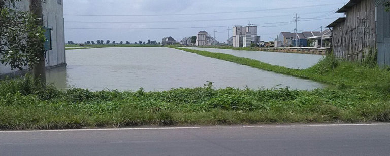 tambak gresik yang masih eksis hingga sekarang 768x308 » Sekilas Gambaran Perekonomian Gresik di Masa Lalu