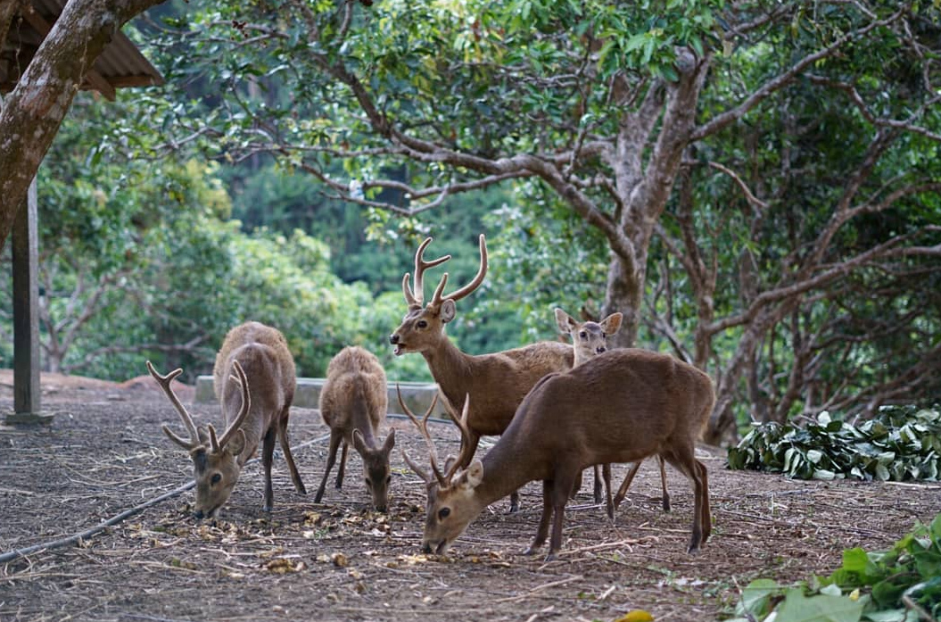 satwa langka yang dilindungi rusa bawean gresik » Daya Tarik Keindahan Wisata Pulau Bawean Gresik yang Sayang untuk Dilewatkan